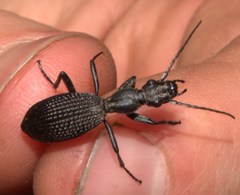 Cypholoba gracilis