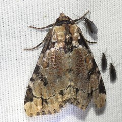 Stibaera thyatiroides