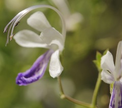 Trichostema arizonicum