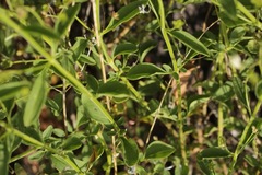 Trichostema arizonicum