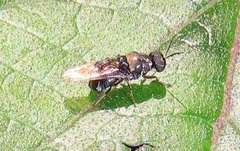 Isomerocera quadrilineata