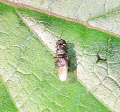 Isomerocera quadrilineata