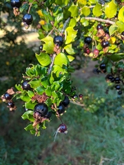 Luma apiculata
