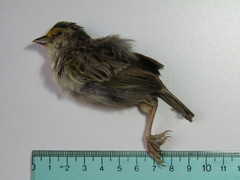 Ammodramus aurifrons