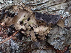 Lasallia pensylvanica