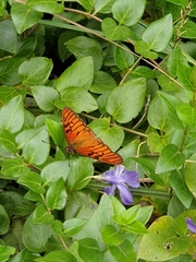 Dione glycera