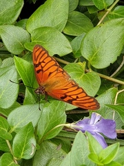 Dione glycera