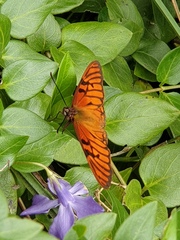 Dione glycera