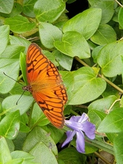 Dione glycera