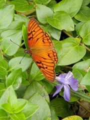 Dione glycera