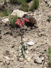 Zephyranthes graciliflora