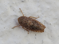 Phlepsius intricatus