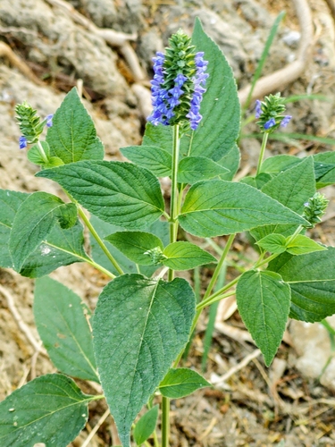 Salvia hispanica