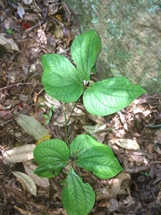 Dioscorea dregeana