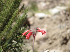 Zephyranthes graciliflora