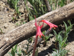 Zephyranthes graciliflora