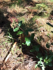 Asclepias hypoleuca