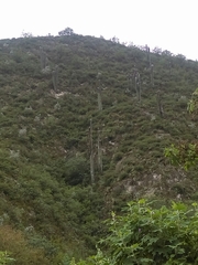 Cephalocereus senilis