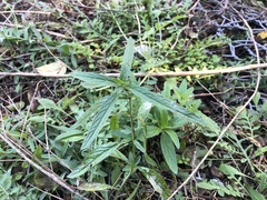 Stachys recta