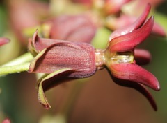 Asclepias hypoleuca