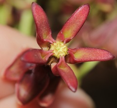Asclepias hypoleuca