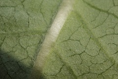 Asclepias hypoleuca