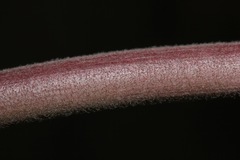 Asclepias hypoleuca