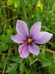 Crocus sativus