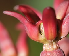 Asclepias hypoleuca