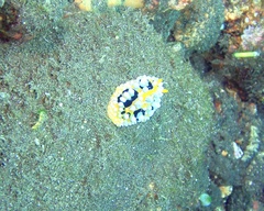 Phyllidia ocellata image