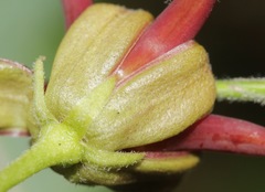 Asclepias hypoleuca