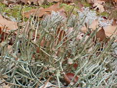 Cladonia maxima