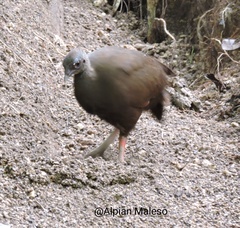Megapodius bernsteinii