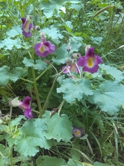 Proboscidea louisianica fragrans