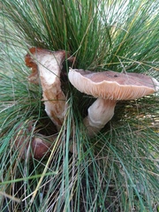 Russula amoenolens