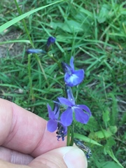 Lobelia anatina