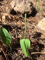 Malaxis macrostachya