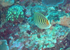Chaetodon punctatofasciatus
