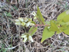 Persicaria thunbergii