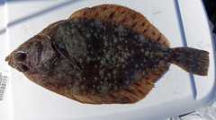 Lepidopsetta bilineata