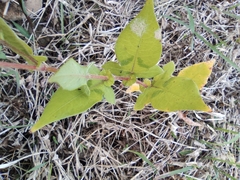 Persicaria thunbergii