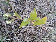 Persicaria thunbergii