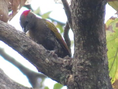 Picus chlorolophus
