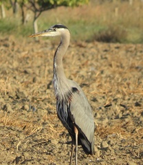 Ardea herodias