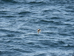 Stercorarius pomarinus