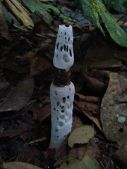 Staheliomyces cinctus