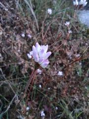 Persicaria hastatosagittata