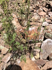 Polemonium pauciflorum