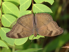 Junonia iphita iphita