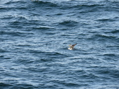 Stercorarius pomarinus